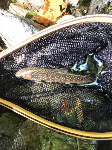 イワナの釣果