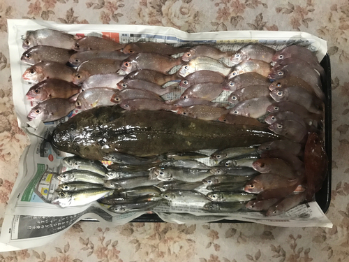 マゴチの釣果