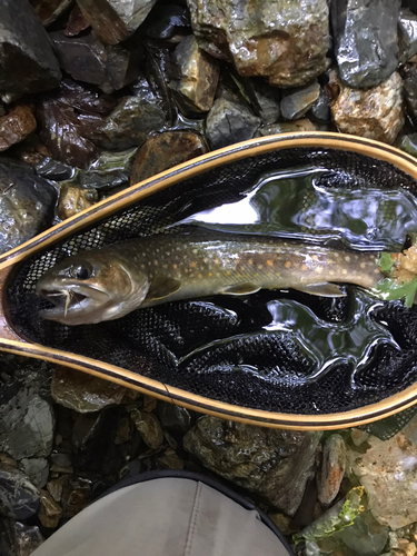 イワナの釣果