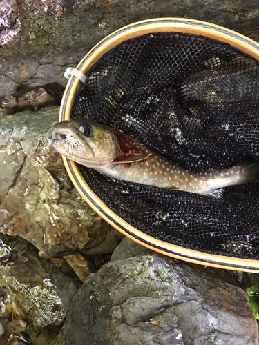 イワナの釣果