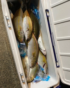 シオの釣果