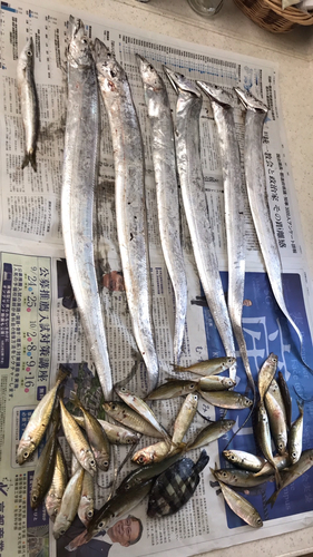 タチウオの釣果