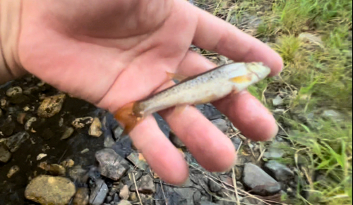 アブラハヤの釣果