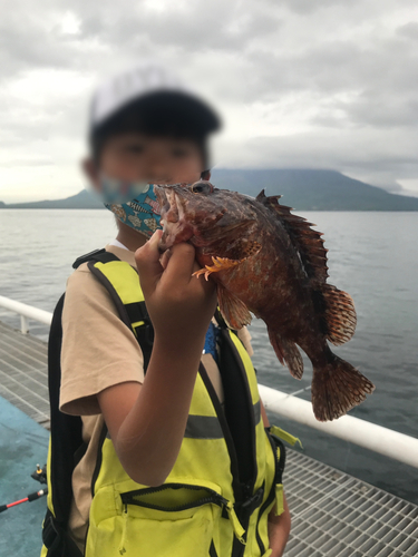 アラカブの釣果