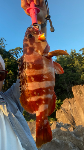 アカハタの釣果