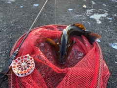 アブラコの釣果