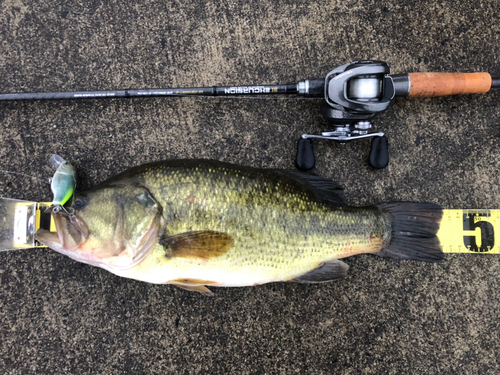 ブラックバスの釣果