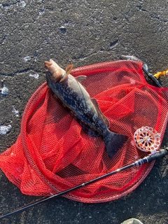 アブラコの釣果
