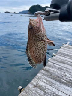 オオモンハタの釣果