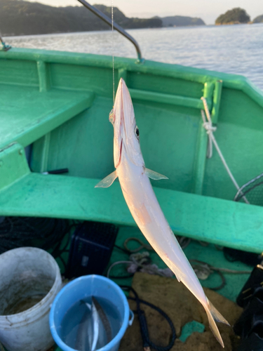 カマスの釣果