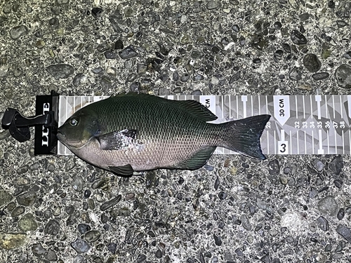 クチブトグレの釣果