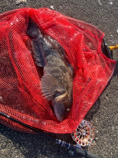 アブラコの釣果