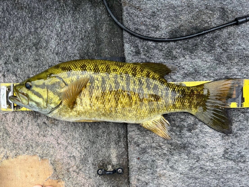 スモールマウスバスの釣果