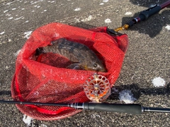 アブラコの釣果