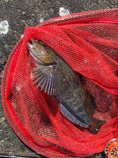 アブラコの釣果