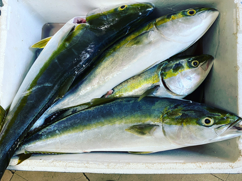 メジロの釣果