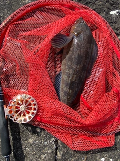 アブラコの釣果