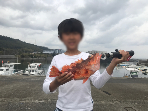 アラカブの釣果