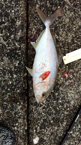 ネイリの釣果