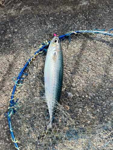 サバの釣果