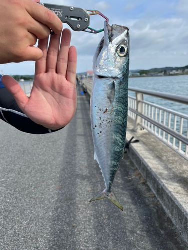 サバの釣果