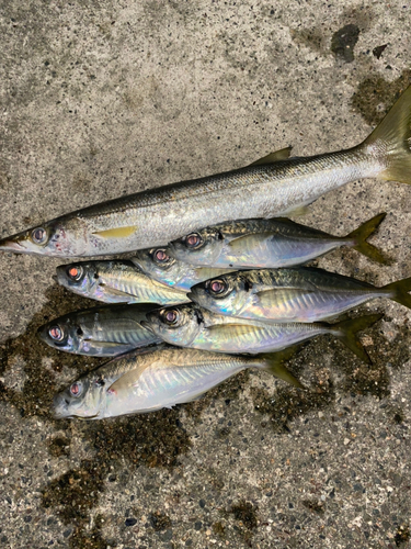 アジの釣果