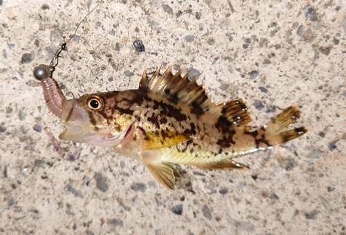 タケノコメバルの釣果