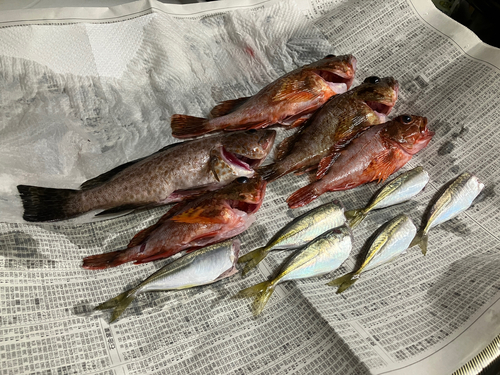 オオモンハタの釣果