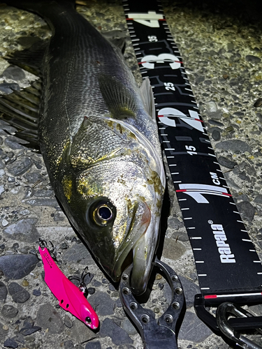 シーバスの釣果