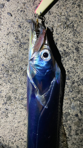 タチウオの釣果