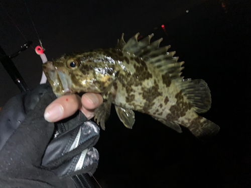 タケノコメバルの釣果