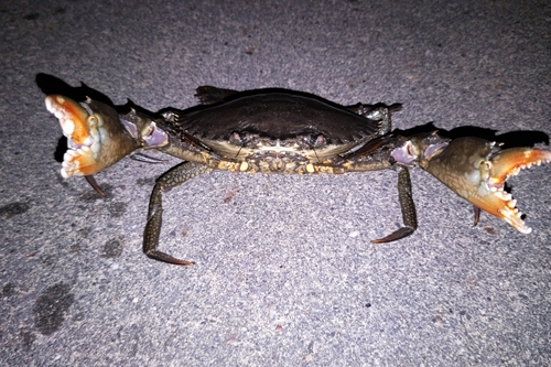 ノコギリガザミの釣果