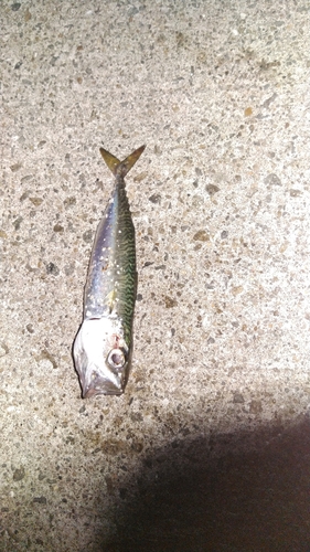 サバの釣果