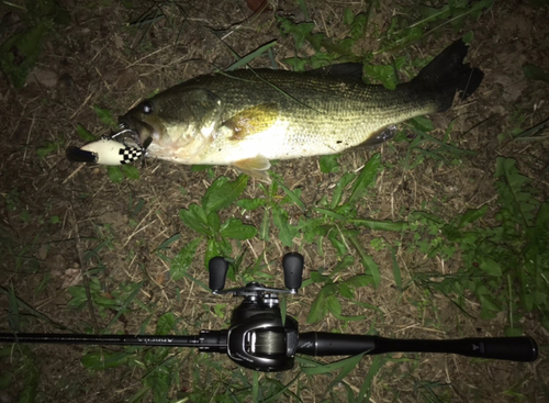 ブラックバスの釣果