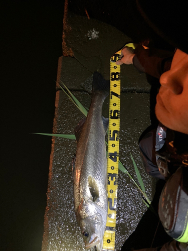 シーバスの釣果