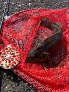 アブラコの釣果