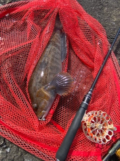 アブラコの釣果