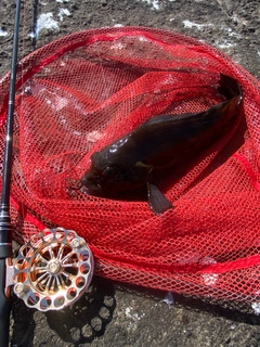 アブラコの釣果
