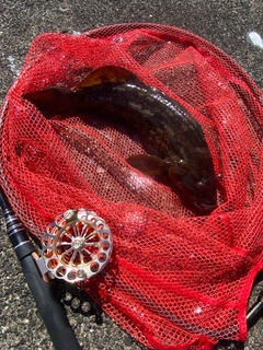 アブラコの釣果