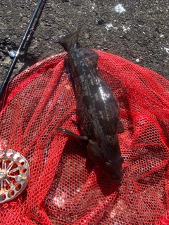 アブラコの釣果