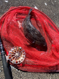 アブラコの釣果
