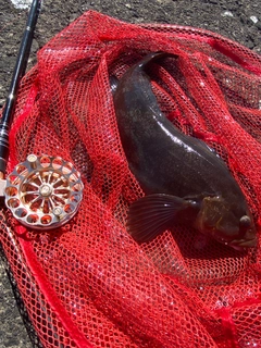 アブラコの釣果