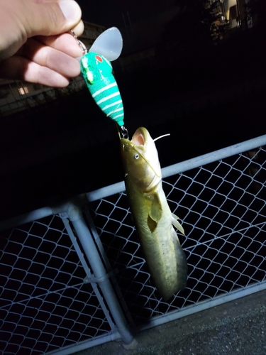 ナマズの釣果