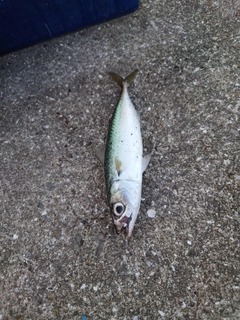 マサバの釣果