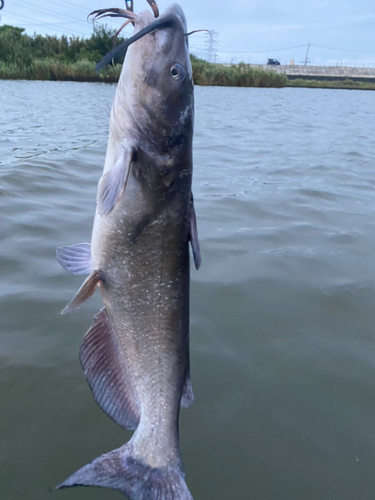 アメリカナマズの釣果