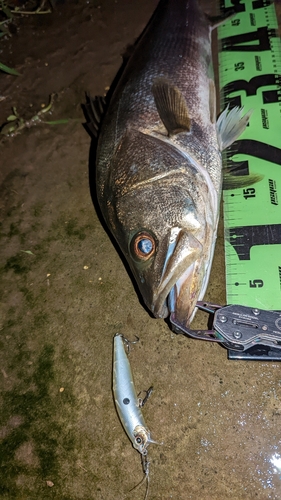 スズキの釣果