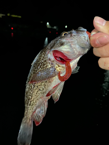 クロソイの釣果