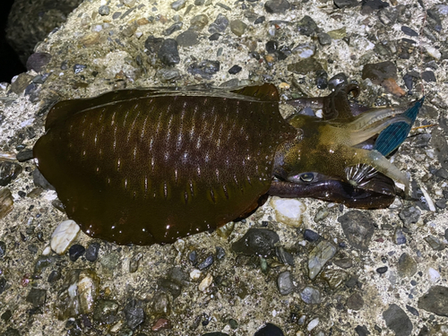 アオリイカの釣果