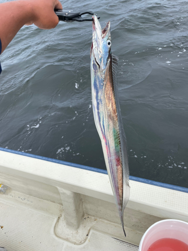 タチウオの釣果