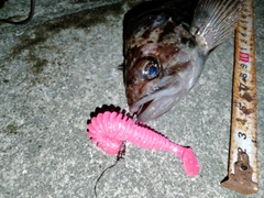 クロソイの釣果